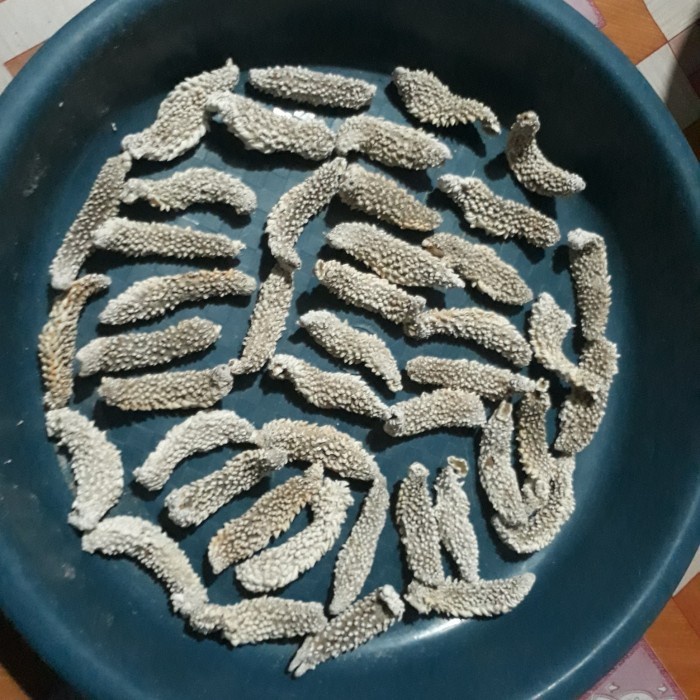 

TERIPANG DURI HAISOM QUALITY / TERIPANG LAUT GAMAT KERING - 500 gram