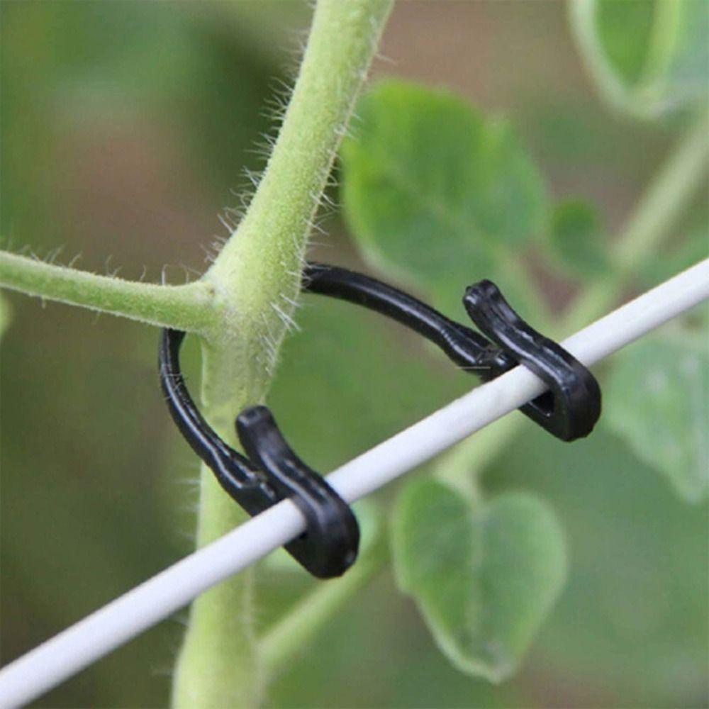 Agustinina Klip Taman Tanaman Tomat Hitam Grafting Garden Untuk Kandang Mendukung Bundling Garis Kandang Sayur Terikat Gesper