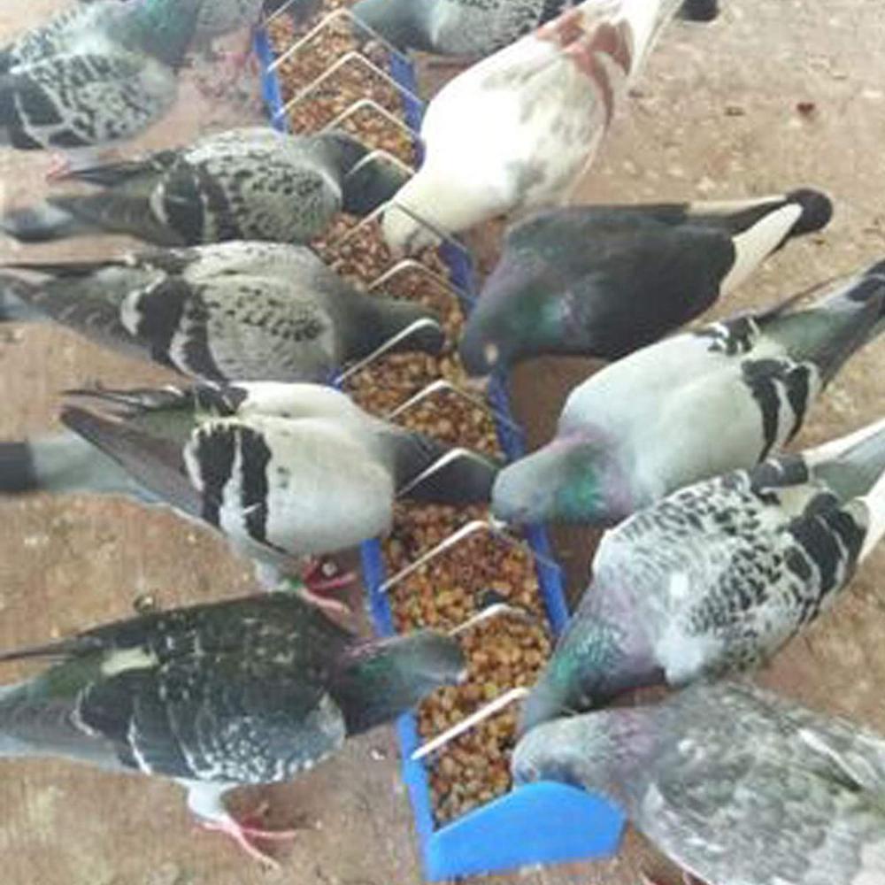 [Elegan] Pigeon Feeder Unggas Bebek Bebek Tahan Lama Menebal Piring Makan