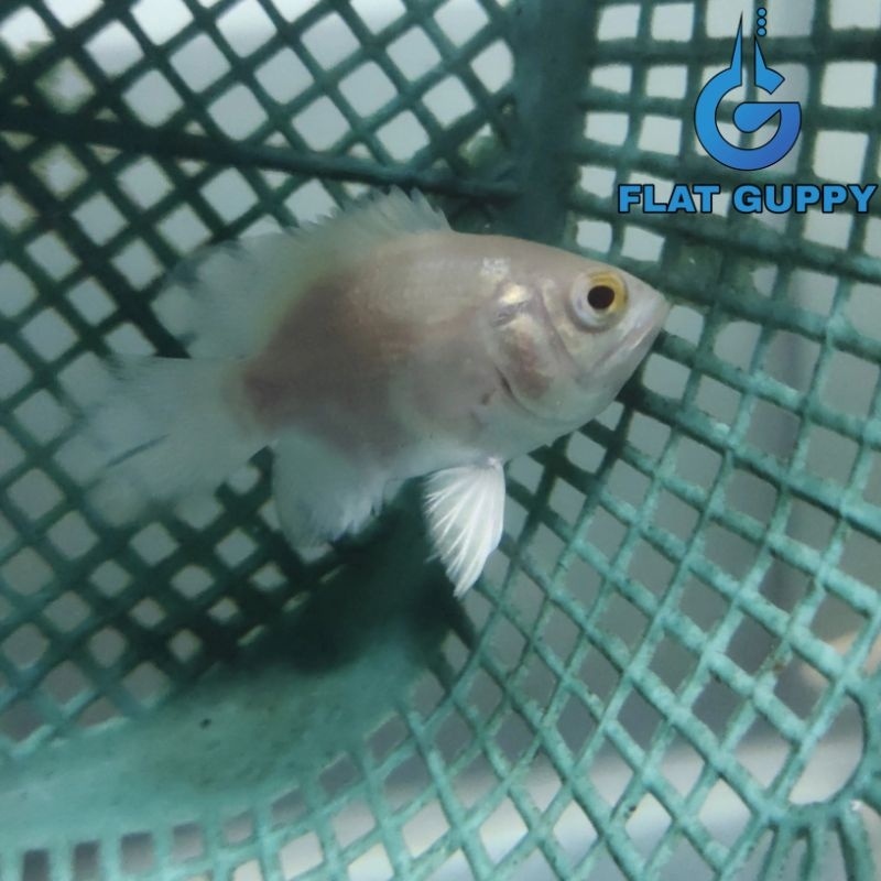 Bisa COD Oscar AIbino Short Body size 5-6cm