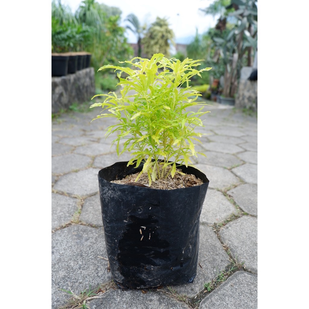 Brokoli kuning - Tanaman Hias Bunga Brokoli Kuning / Tanaman hias brokoli kuning