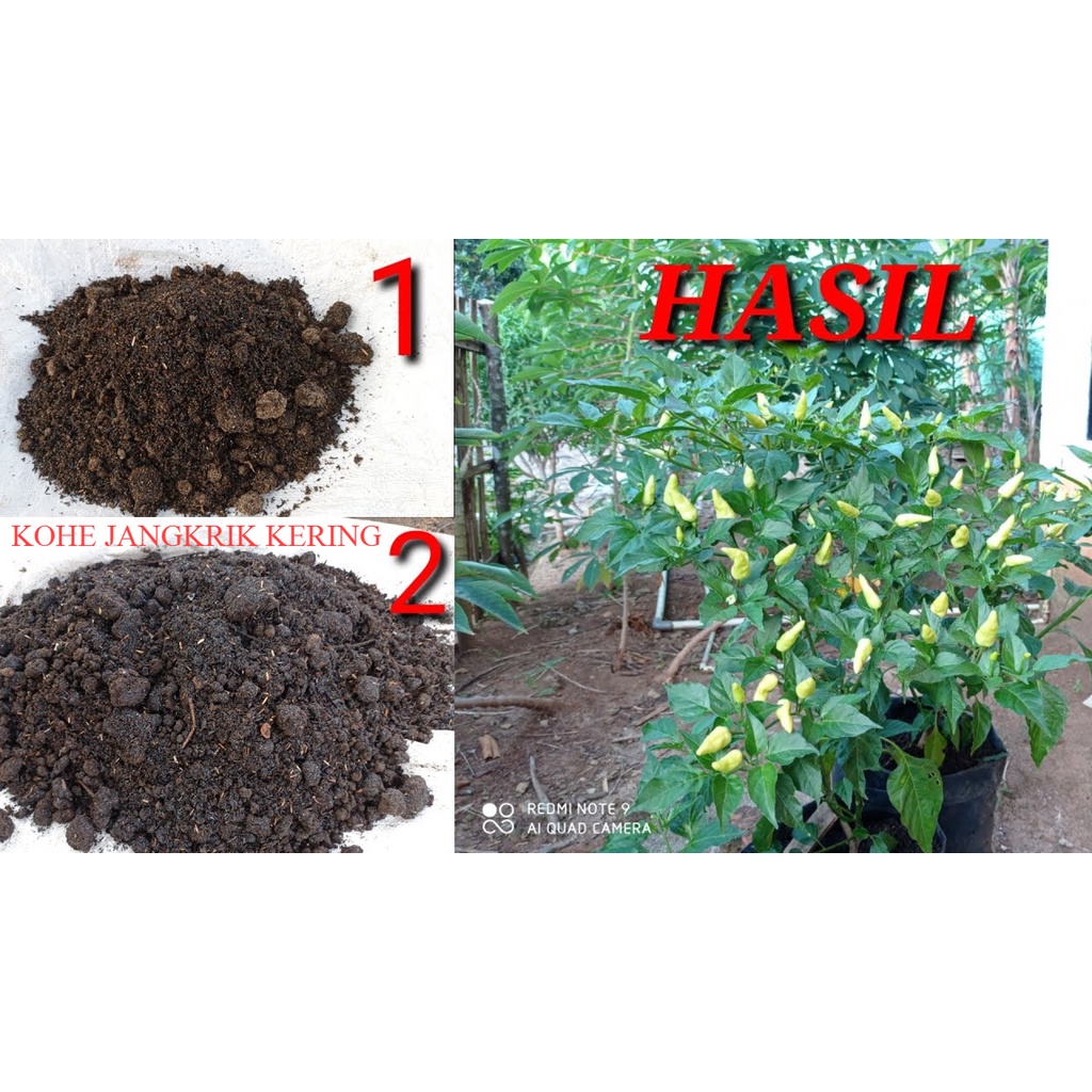 KOHE JANGKRIK KERING PUPUK JANGKRIK PAKAN IKAN 1KG