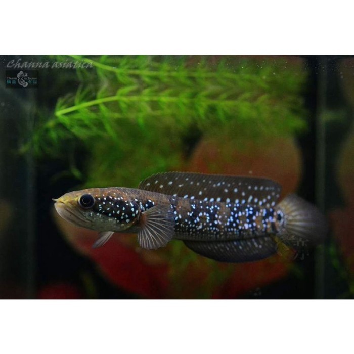 Channa asiatica ws 7-10 cm murah white spot