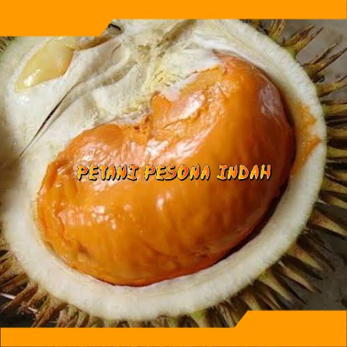 bibit durian tembaga super