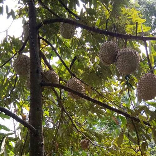 BBIT DURIAN MONTONG CEPAT BERBUAH