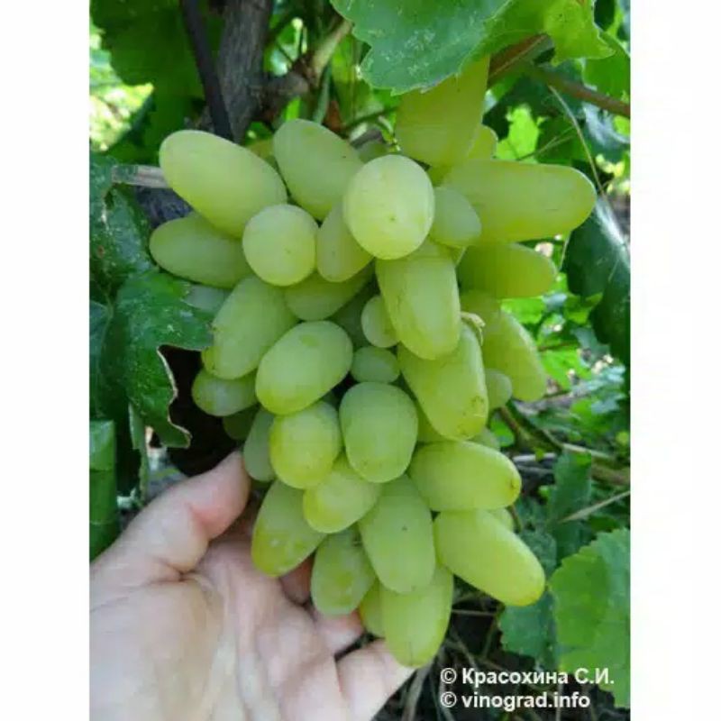 BIBIT ANGGUR IMPORT HAROLD (asli grafting) (bibit anggur stek/grafting) bibit anggur murah