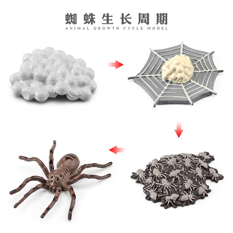 Mainan Binatang Edukasi Anak TK SD Hewan Belajar Mengenal Metamorfosis Simulasi hewan mainan edukatif pertumbuhan siklus hidup Montesori tk alat peraga katak ikan ayam nyamuk