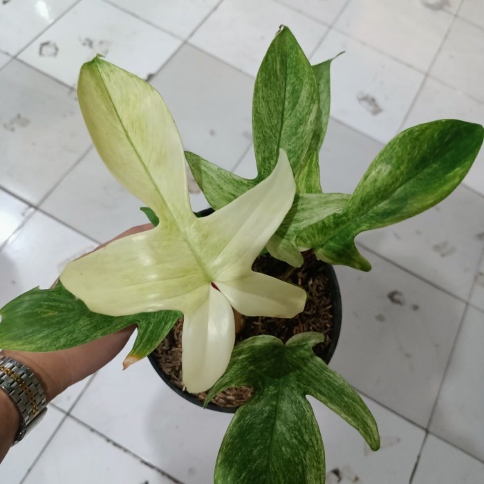 philodendron florida ghost mint, philo kuku bima tanaman hias varigata, bagus