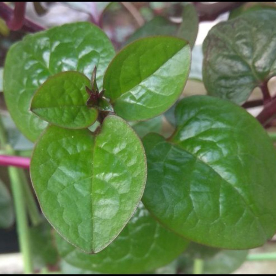 

daun binahong merah segar herbal - Binahong hijau