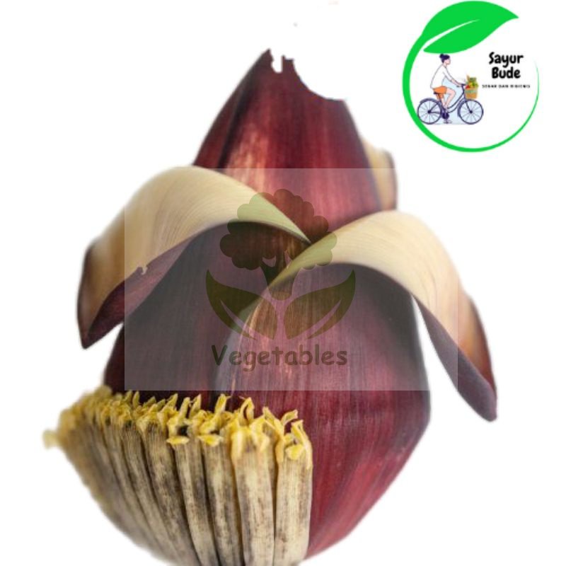 

Jantung pisang kepok besar