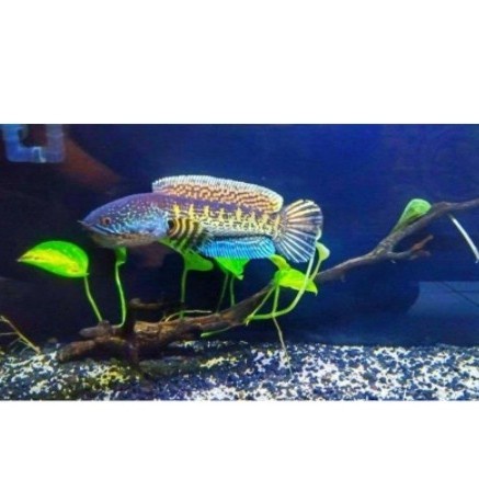 channa auranti baby 4cm