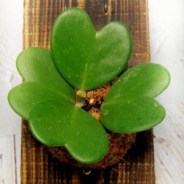 Wall of fame - Hoya Kerrii Love