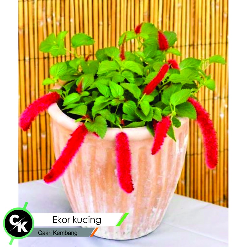 bibit bunga ekor kucing -Tanaman Hias Ekor Kucing Gantung Berbunga / Bisa cod