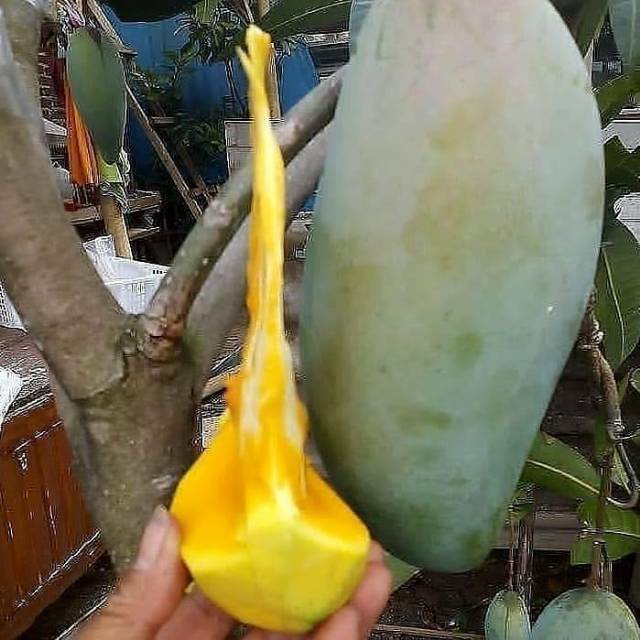 Bibit Mangga Kiojay Mangga Import Thailand
