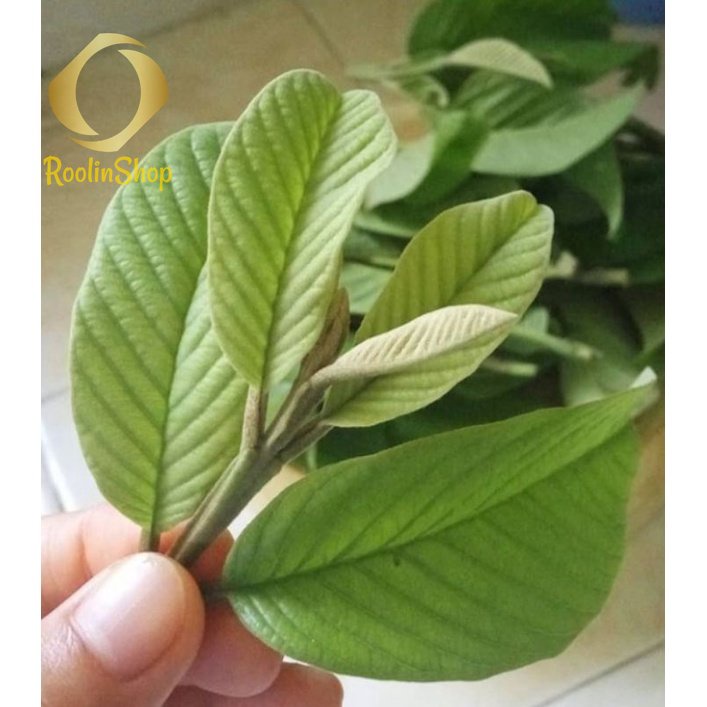 DAUN JAMBU BIJI MUDA / PUCUK
