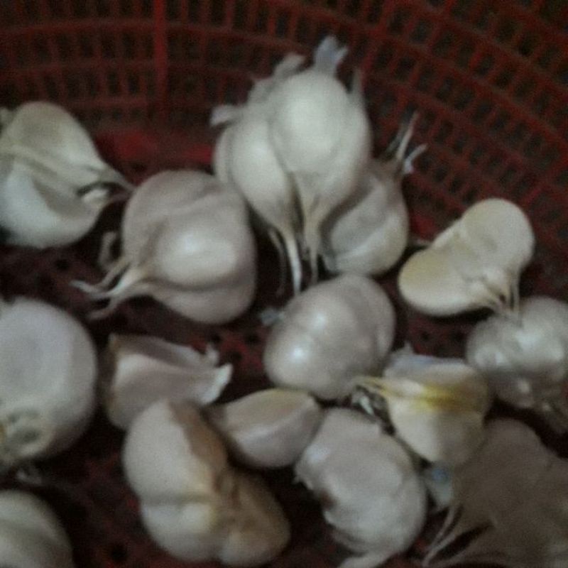 

Bawangputih|kating|Fresh