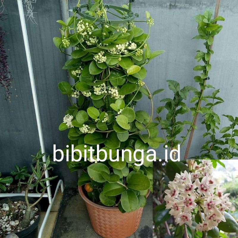 Hoya putih Merambat - Melati hoya wangi / bibit tanaman hias bunga rambat / Tanaman murah