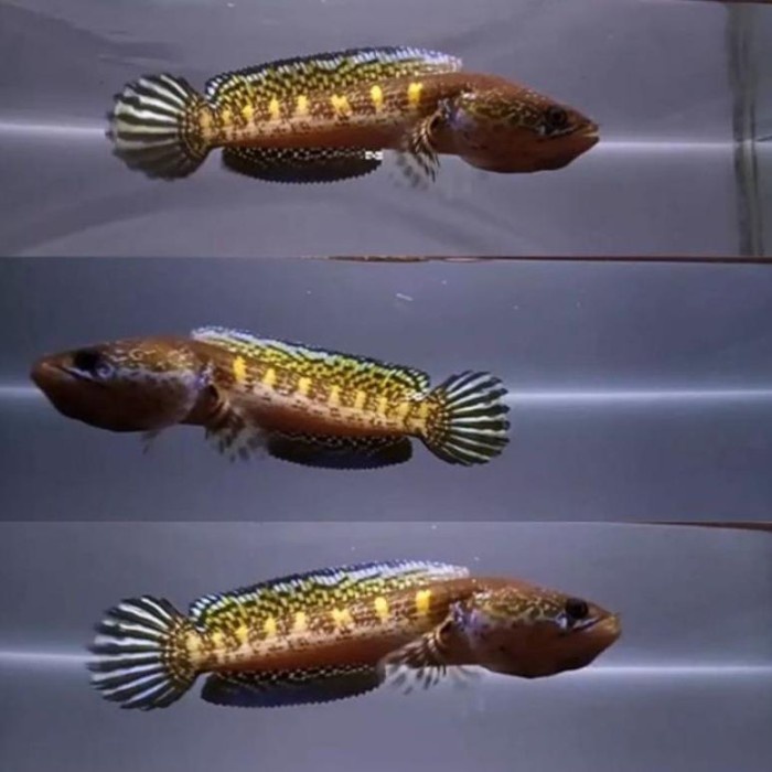 [ORIGINAL] Promo Baby channa auranti maculata size 3-5cm original