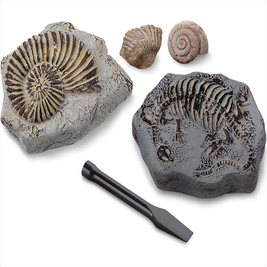 Discovery 1423004771 Fossil Unearthed Mindblown Educational STEM