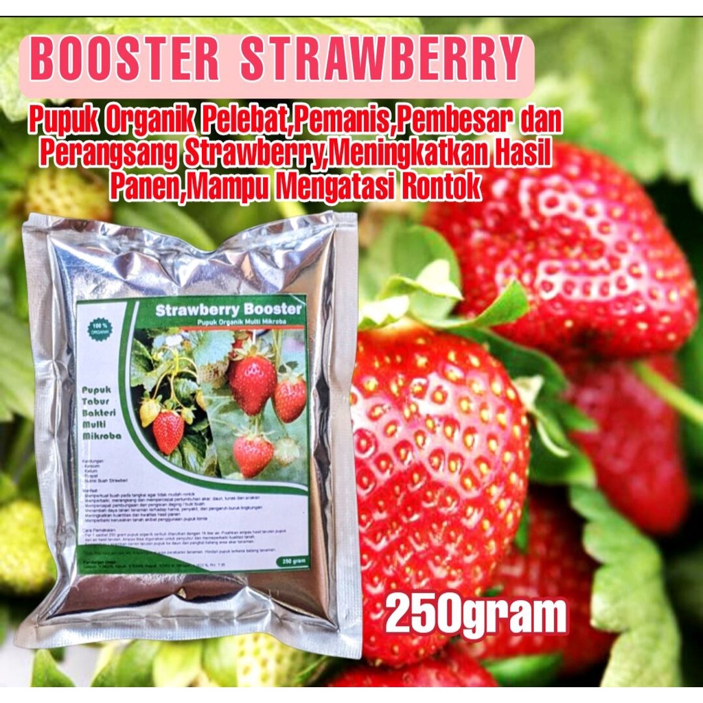Pupuk Strawberry Pelebat buah Booster Organik Tanaman bibit Stoberi jumbo korea manis Anti Rontok_Pe