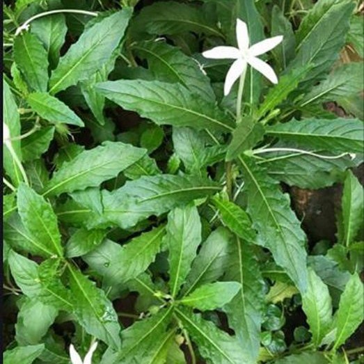 

Daun kitolod segar 250 gram daun diambil dadakan dari kebun daun organik