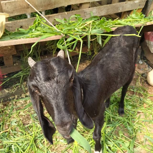 Kambing Jawa randu