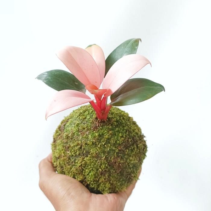 Mossball - Philo Pink / Philodendron Congo Pink Princess