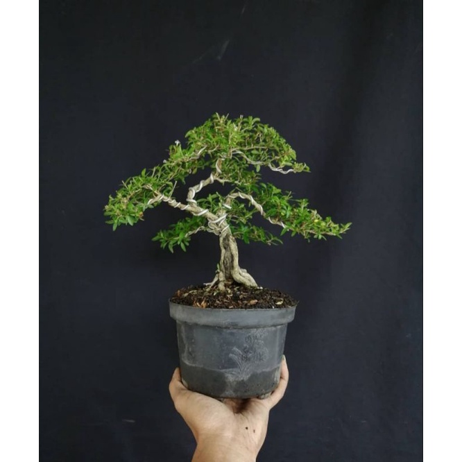 tanaman serisa serbin (seribu bintang program) cakri kembang / BISA COD