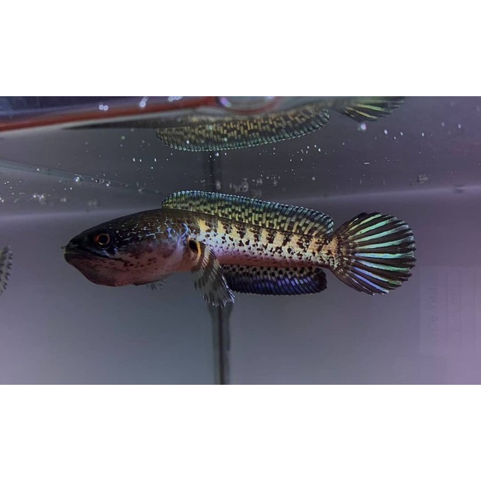 Channa Auranti 10 -14 cm