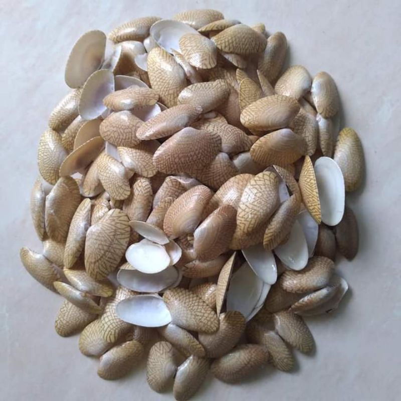 Cangkang kulit Kerang motif Batik kerang hias untuk kerajinan