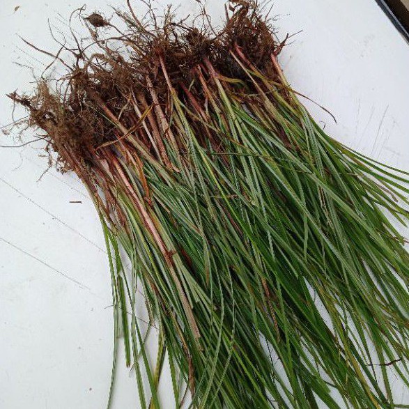 

Rumput teki 250 gram segar