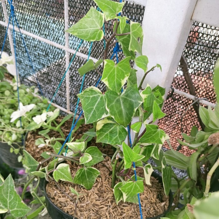 tanaman hias gantung ivy, tanaman hias varigata ivy, bagus