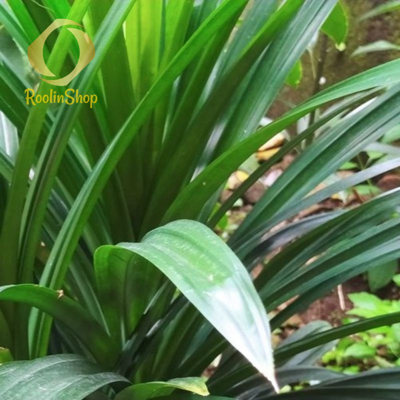 

Daun Pandan Segar tiga ikat, Daun Pandan Wangi Fresh per Lembar