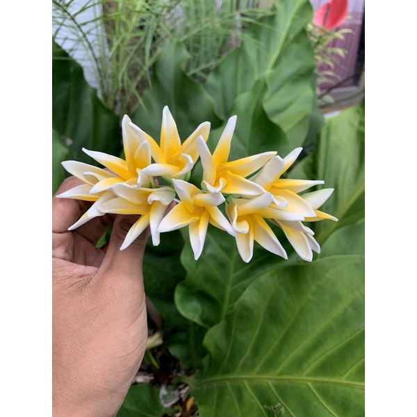 Premium semanggi bali model jepun bali/hiasan rambut /karet ulir