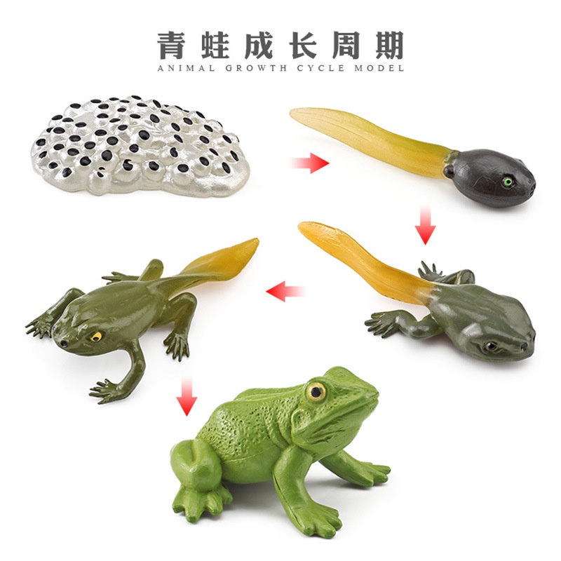 Mainan Binatang Edukasi Anak TK SD Hewan Belajar Mengenal Metamorfosis Simulasi hewan mainan edukatif pertumbuhan siklus hidup Montesori tk alat peraga katak ikan ayam nyamuk