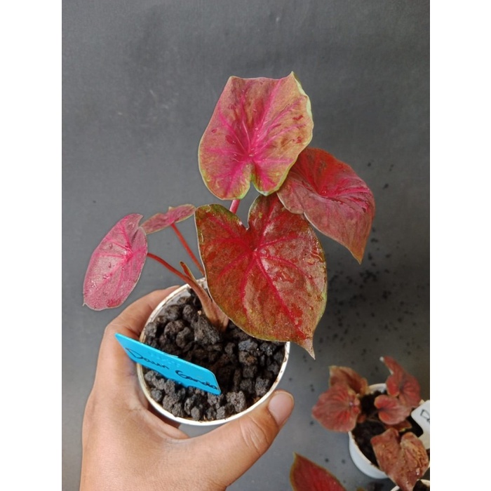 Tanaman Hias Keladi Daun Ganda