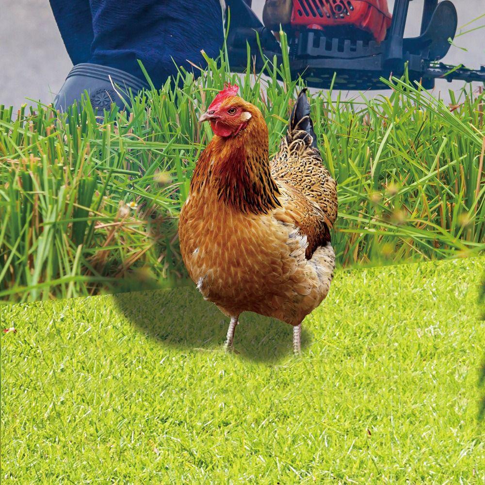 CHOOKYY Patung Ayam Jago Akrilik CHOOKYY Outdoor Printing Dua Sisi Hiasan Taman Dekorasi Ayam