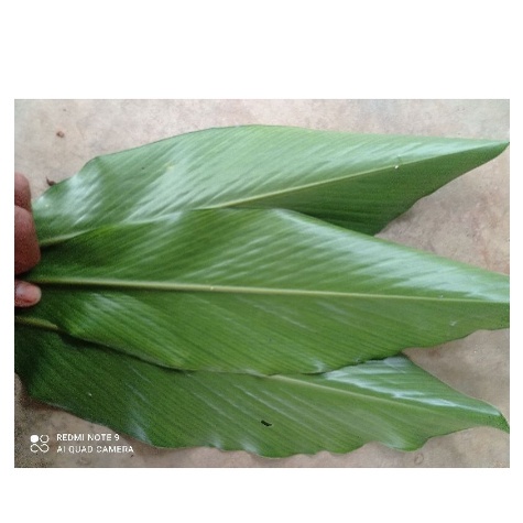 

DAUN KAPULAGA PERLEMBAR MURAH SEGAR KWALITAS TERBAIK