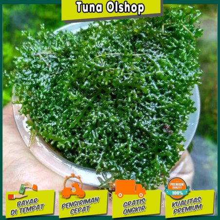 Moss Ricardia Mini Pelia - Bahan Tanaman Moss Aquascape - Hiasan Akuarium