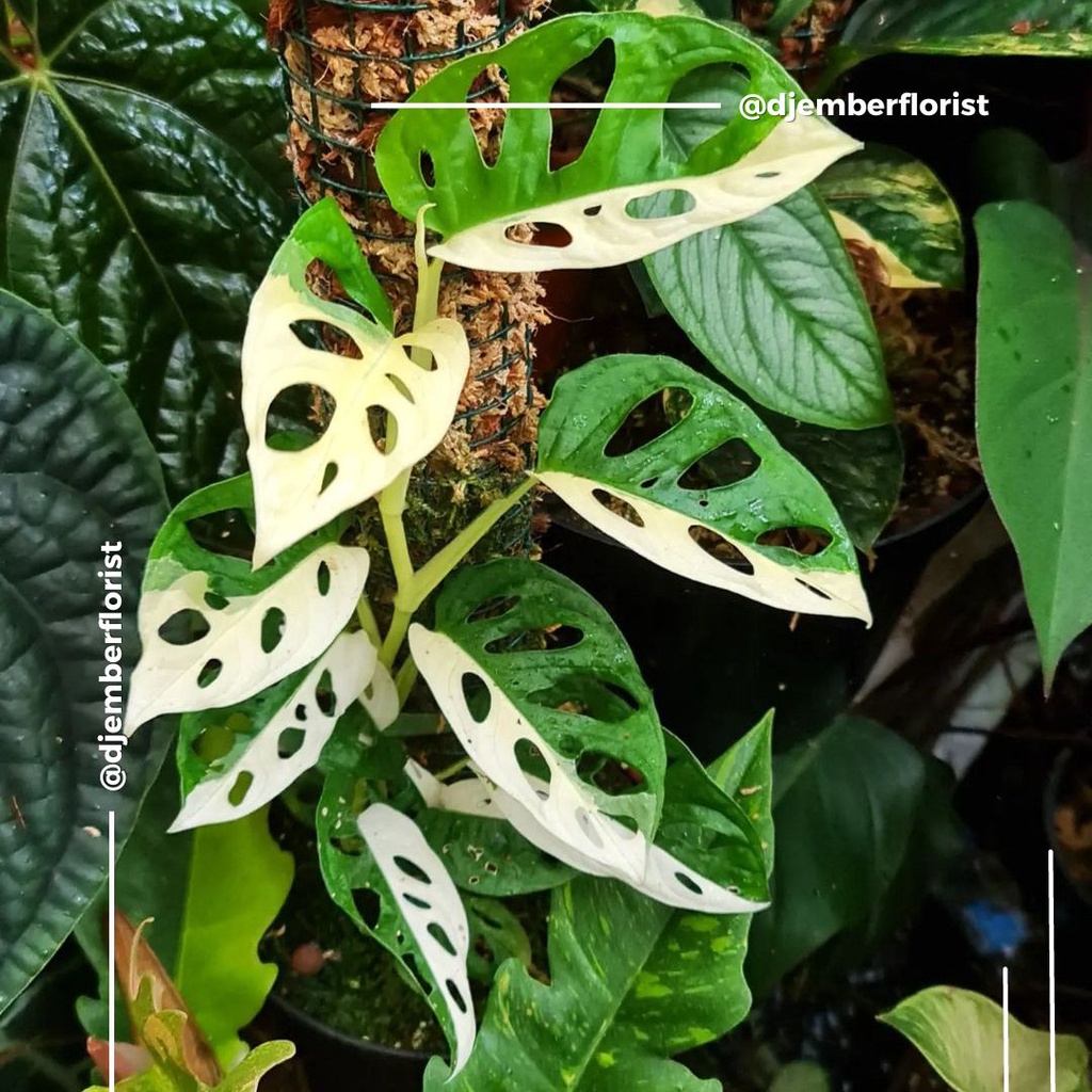 JANDA BOLONG VARIGATA - MONSTERA VARIEGATA ADANSONII ACUMINATA - TANAMAN HIAS INDOOR/OUTDOOR / Tanam