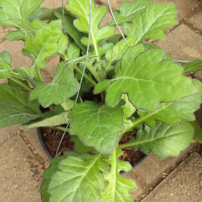 [Ready Stock] Tanaman daun dewa/tanaman herbal daun dewa