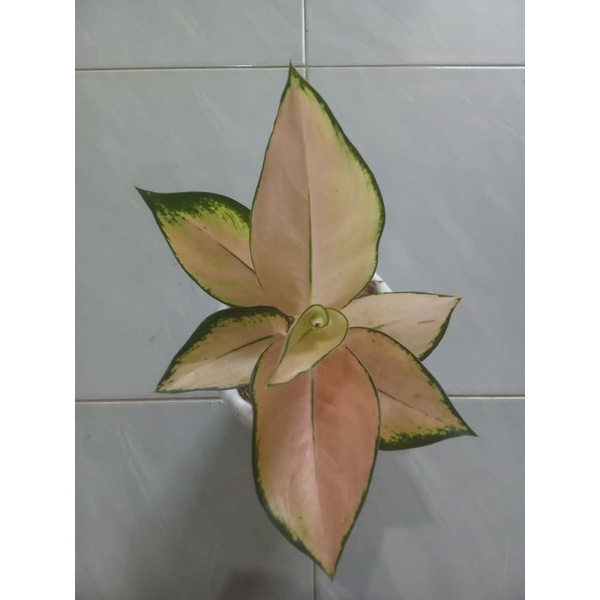 AGLONEMA KOCIN SUTRA bibit anakan berdaun 2-3-4 lembar tanaman hias bunga aglaonema kw (COD)