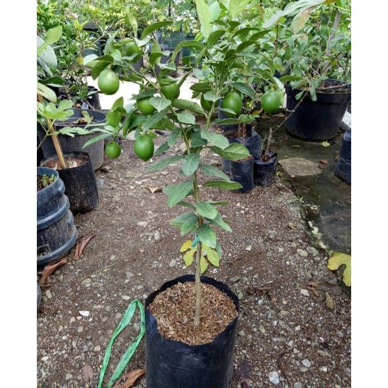 Bibit jeruk nipis siap berbuah hasil cangkok