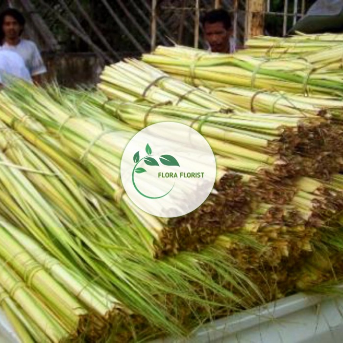 

termurah janur kelapa kuning bahan ketupat