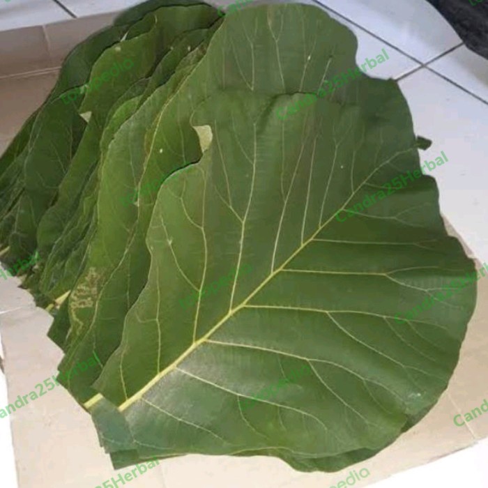 [Ready Stock] Daun jati jawa segar sangat cocok untuk bungkus makanan gudeg 1 lembar
