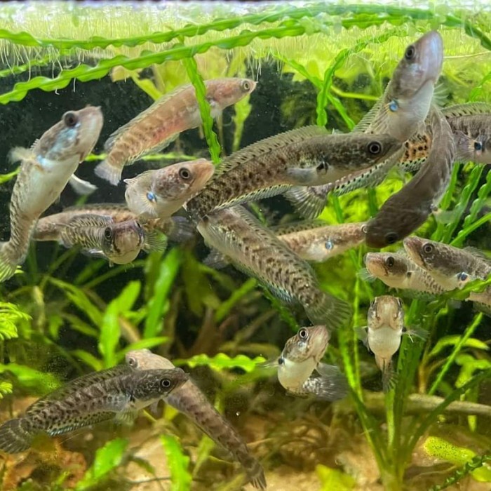 PROMO. Paket Baby Auranti 3ekor ( 3-4cm )