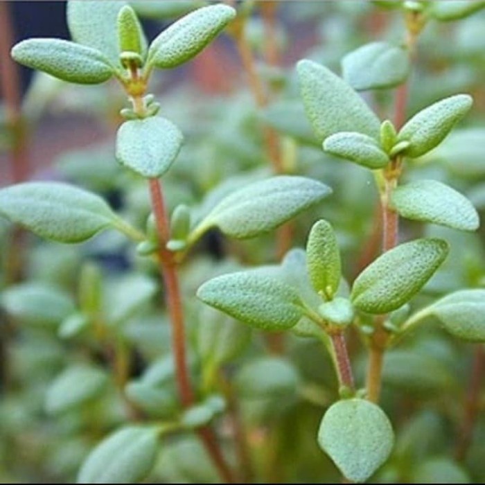 Bibit Tanaman Thyme