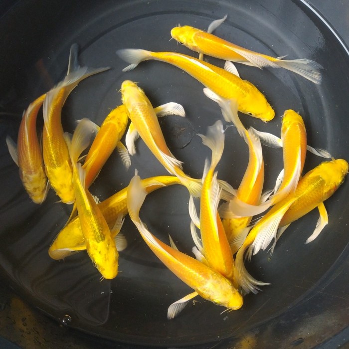 Ikan Koi Ogon Slayer Cakep Bgt Penghias Kolam Kesayangan Gojek