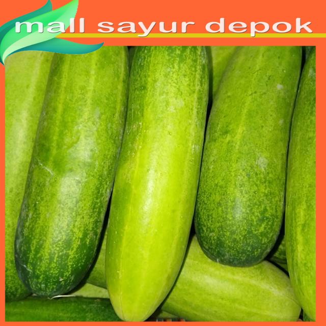 

Timun [mentimun] 500 gram