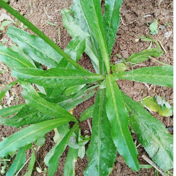 

Daun Walangsangit 1kg Petik Dadakan